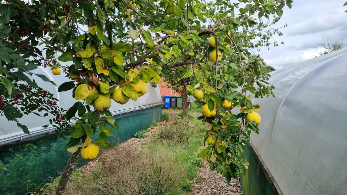 Straight from the farm - 4
