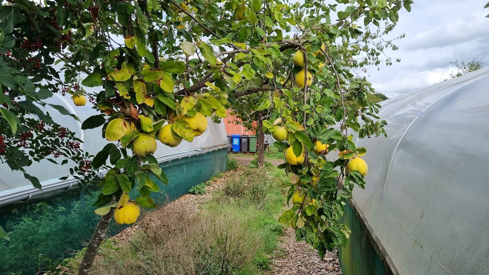 Straight from the farm - 4