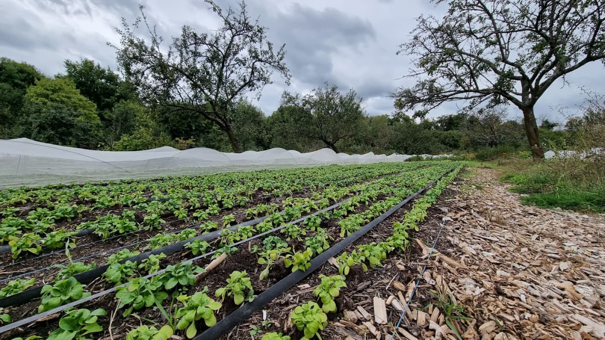 Straight from the farm - 9