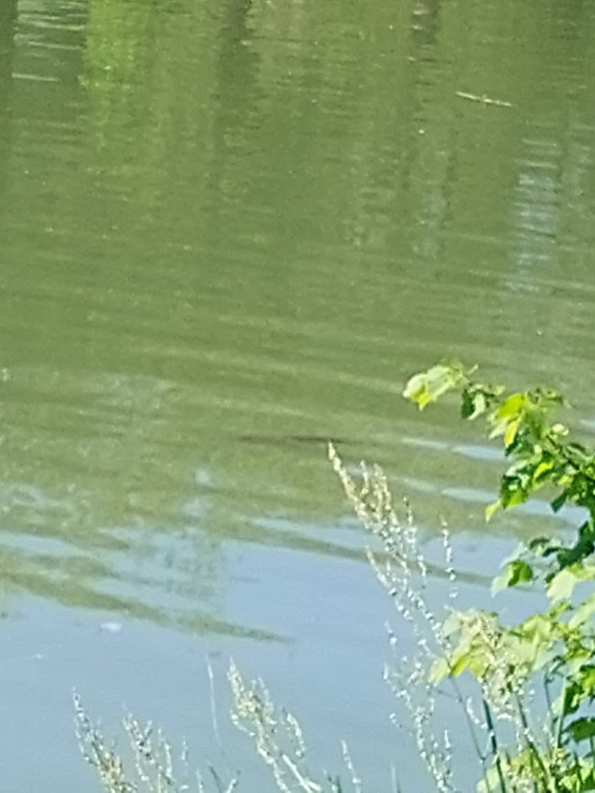 Le Lac de Conchibois pour se jetter à l’eau - 10