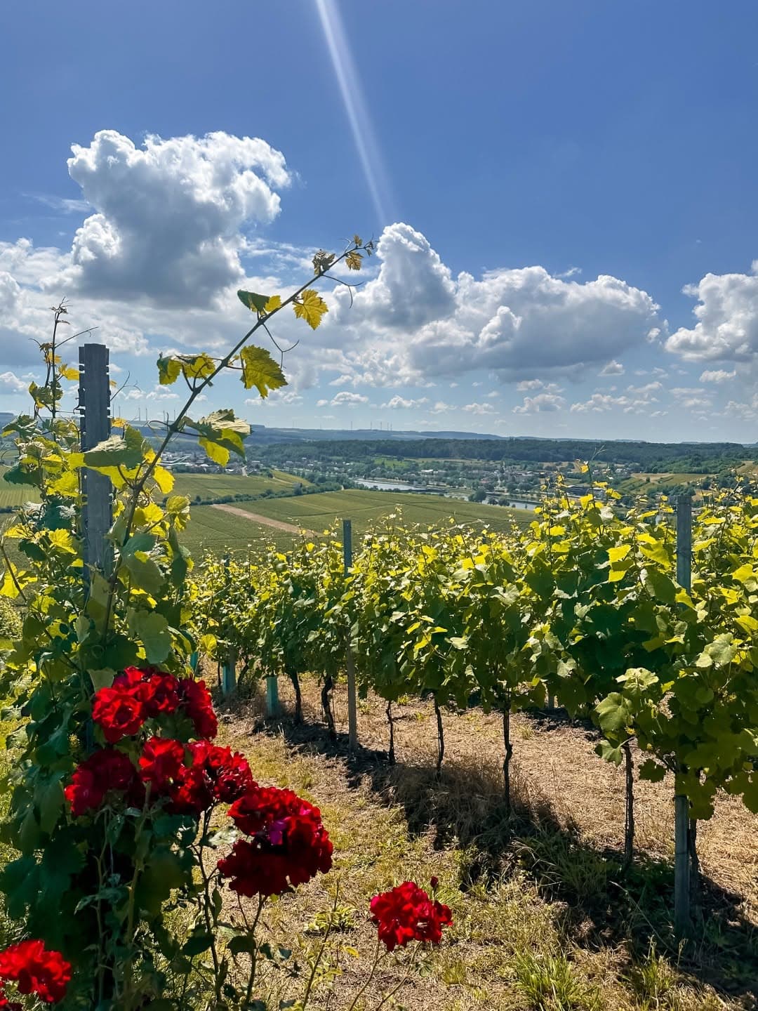 Afterwork in the vineyards - 4