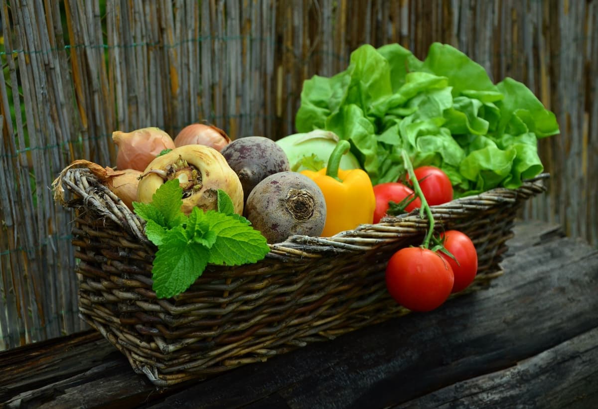 Metz Veggie Festival