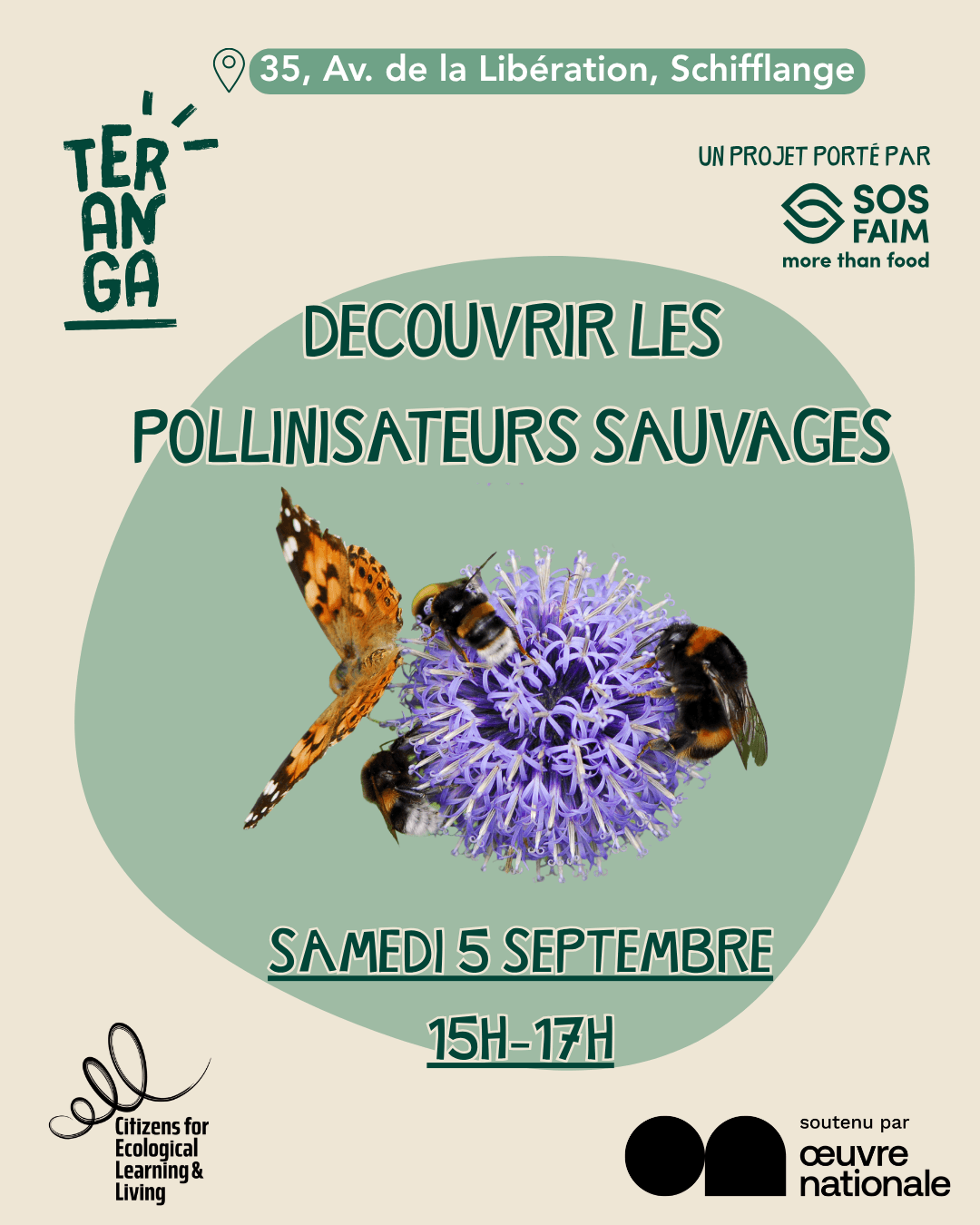 Discover wild pollinators
