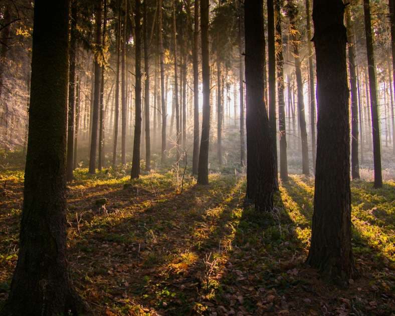 Sortie nature - Balade immersive en forêt sur les pas d'Emile