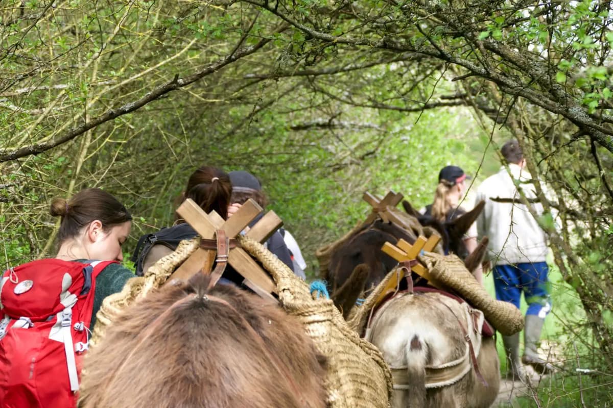 Walks “To the Echo of Hooves”