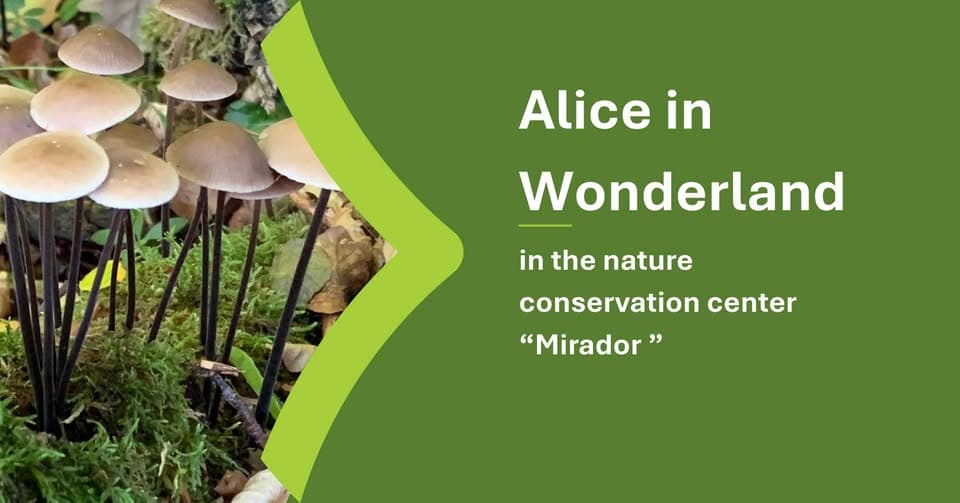 Alice in Wonderland