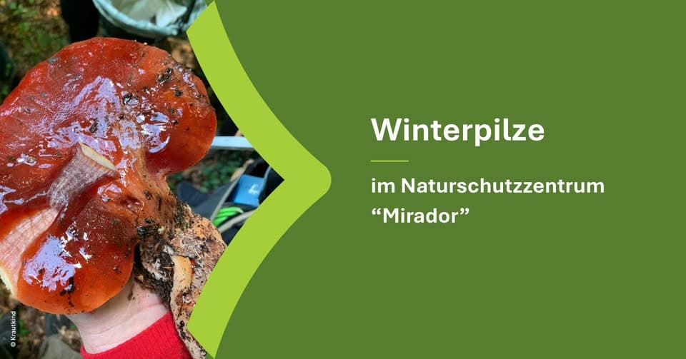 Winter mushrooms