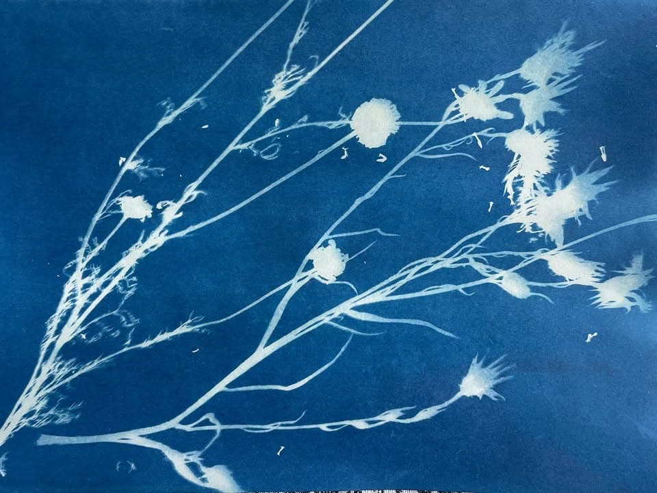 Youth Corner Photo | Ages 6–12 | The Blue Herbarium