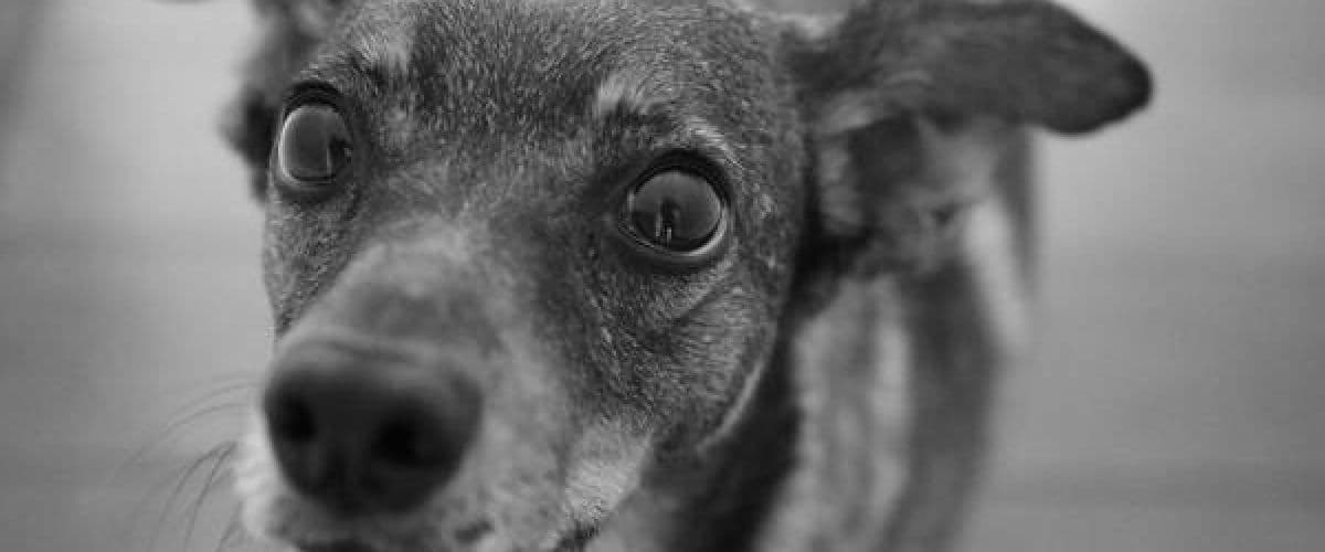 Tuffi - Pro Atelier (6-10), histoires de chiots