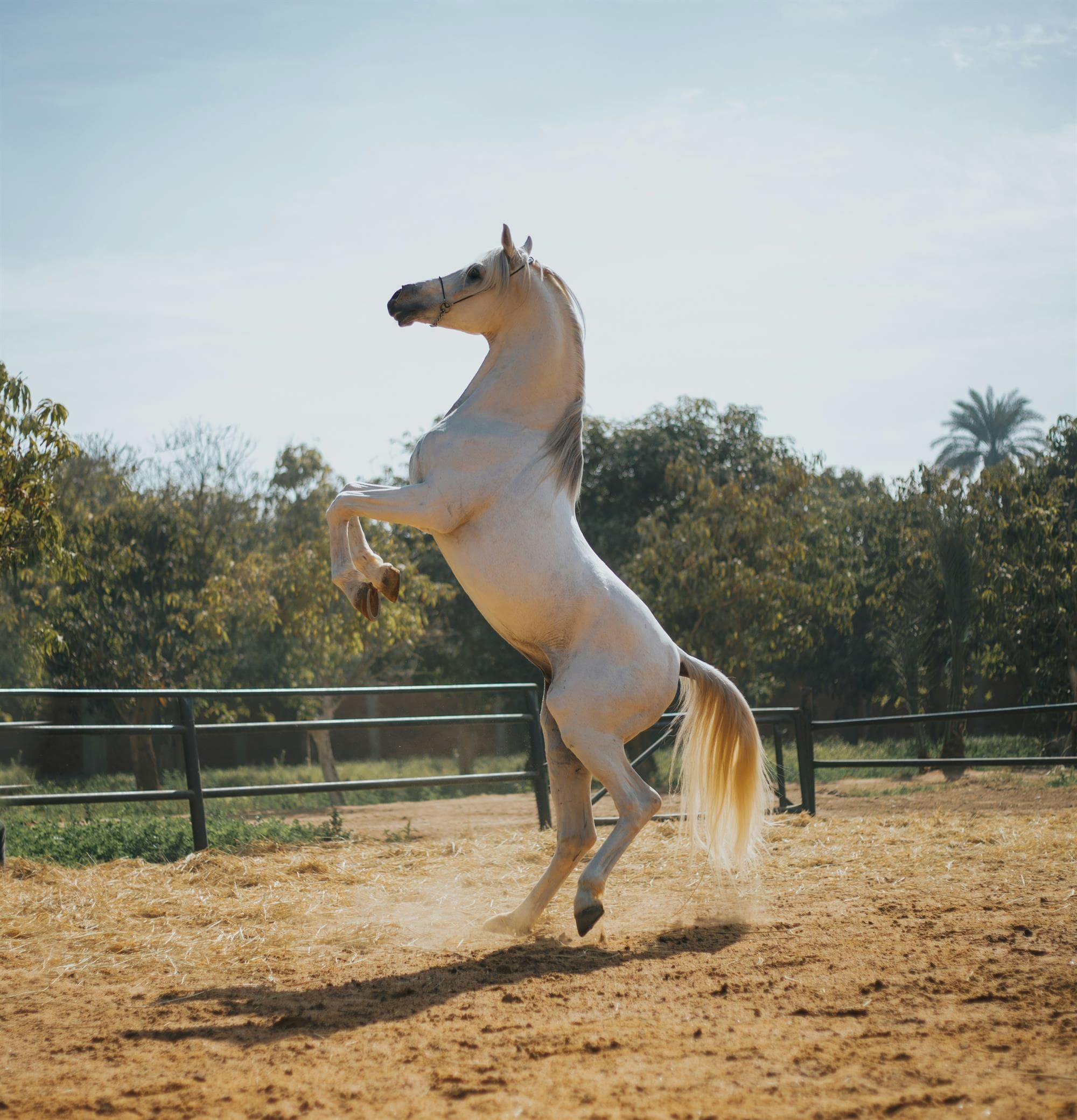 A Summer at Malbrouck - Vaulting Day