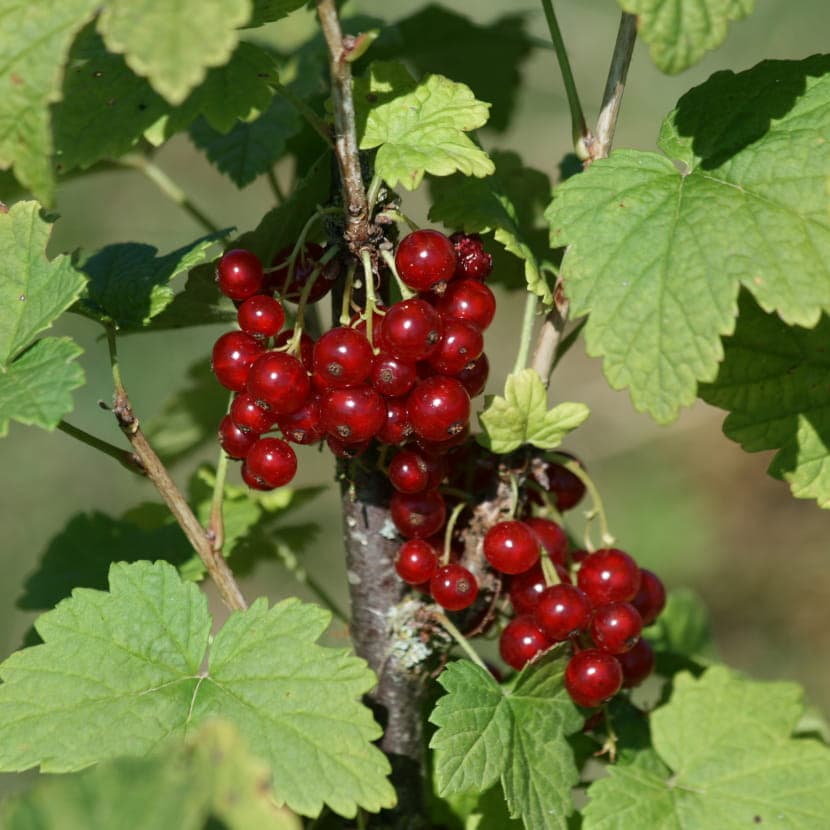 Workshop - Small fruits: how to choose and grow them successfully