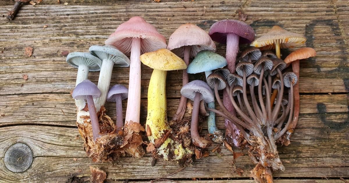 Balade guidée sur les champignons