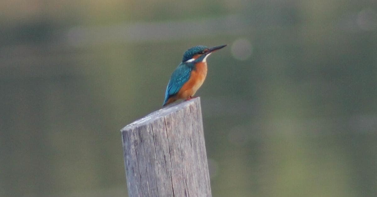 Les oiseaux de la réserve naturelle Dumontshaff