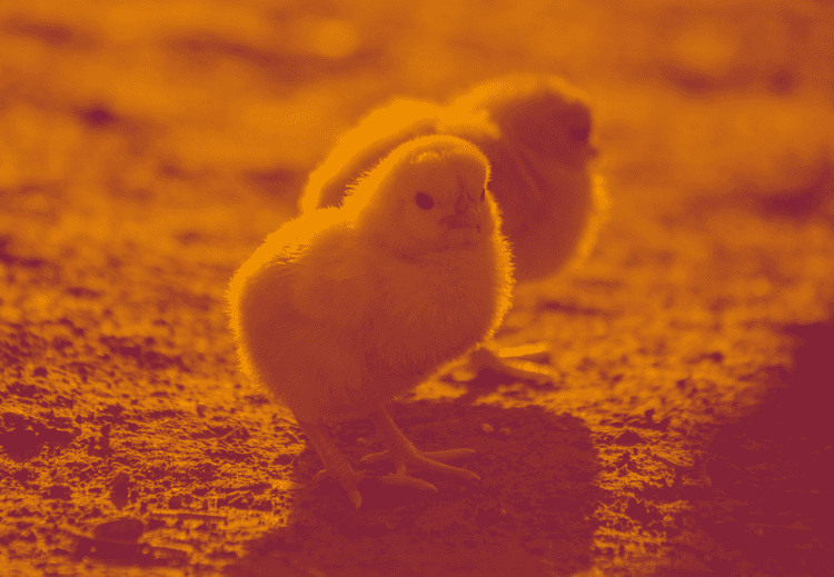 Small Animals Weekend