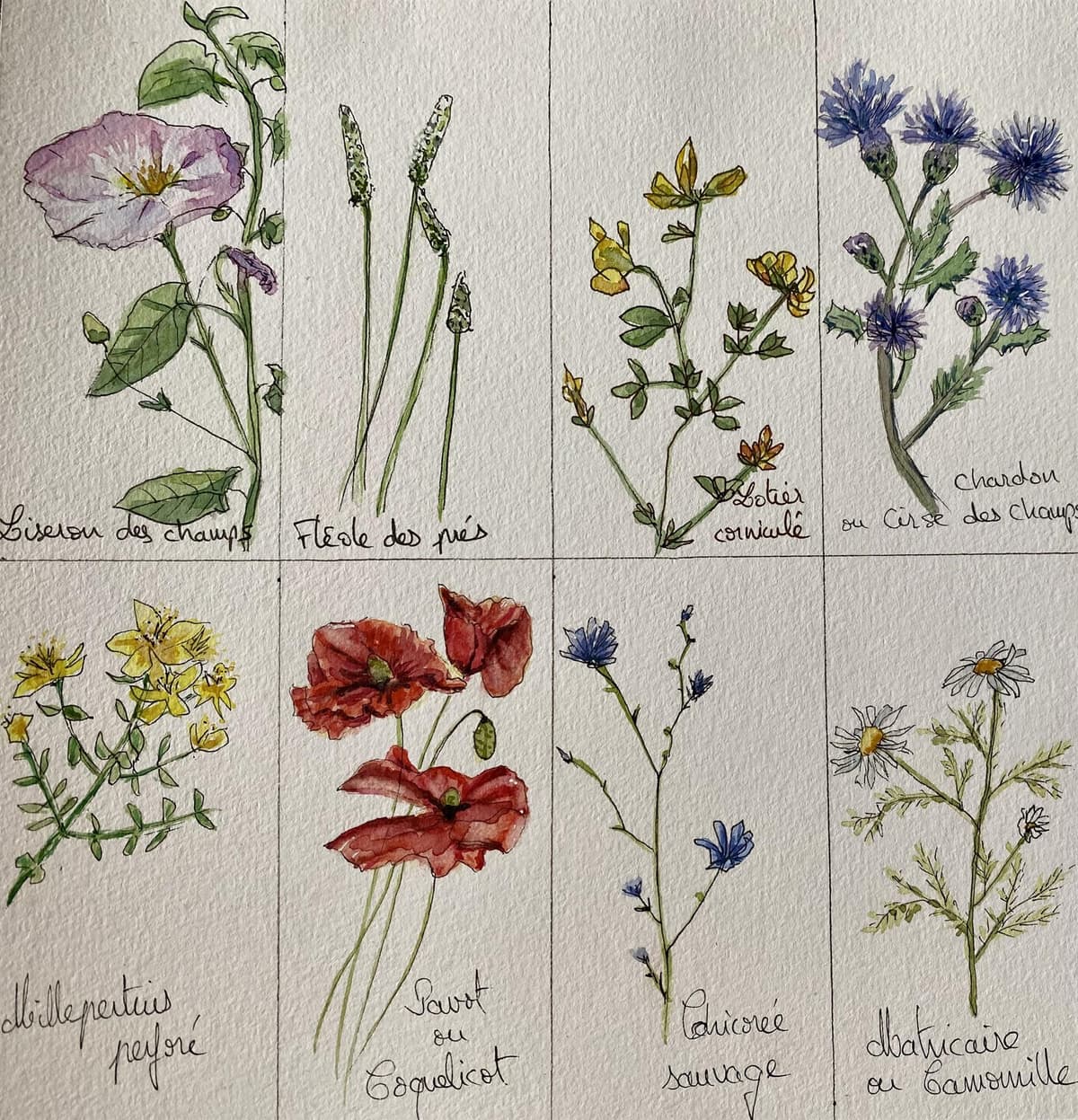 Atelier aquarelle - Herbier sauvage