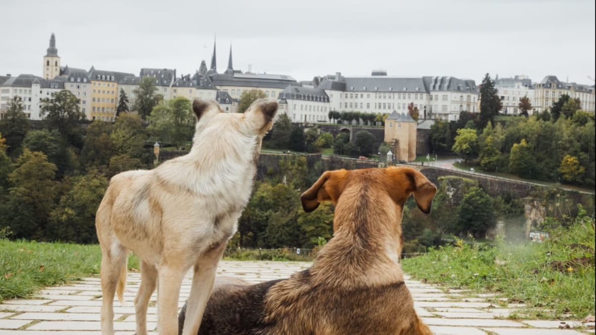 Paws around the City – balade sociale et éducative