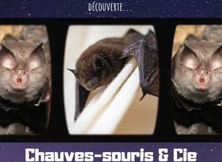 Discovering Bats and Friends