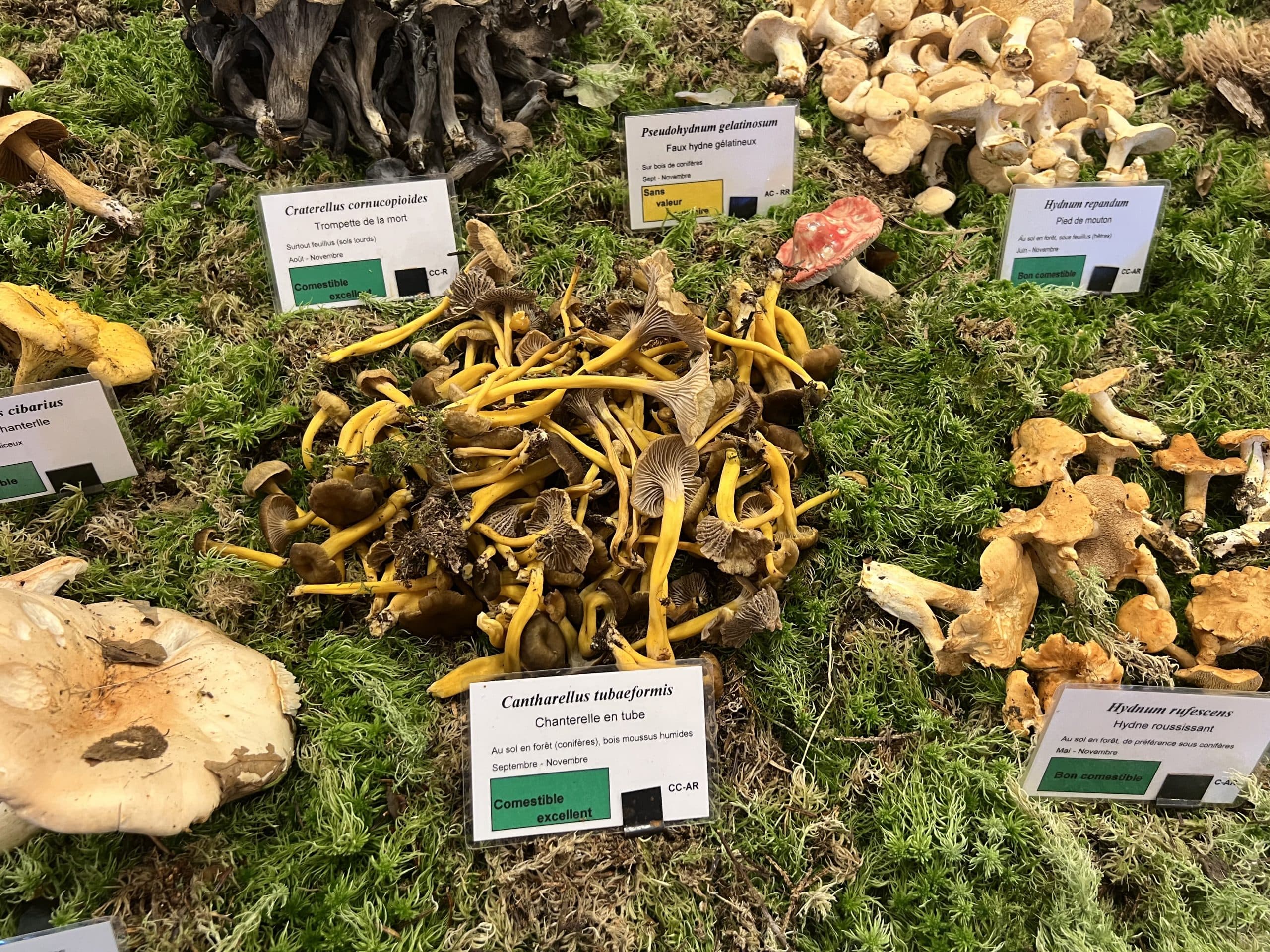 MJC: Mushroom Exhibition with Patrick Aucher and Bertrand Klein