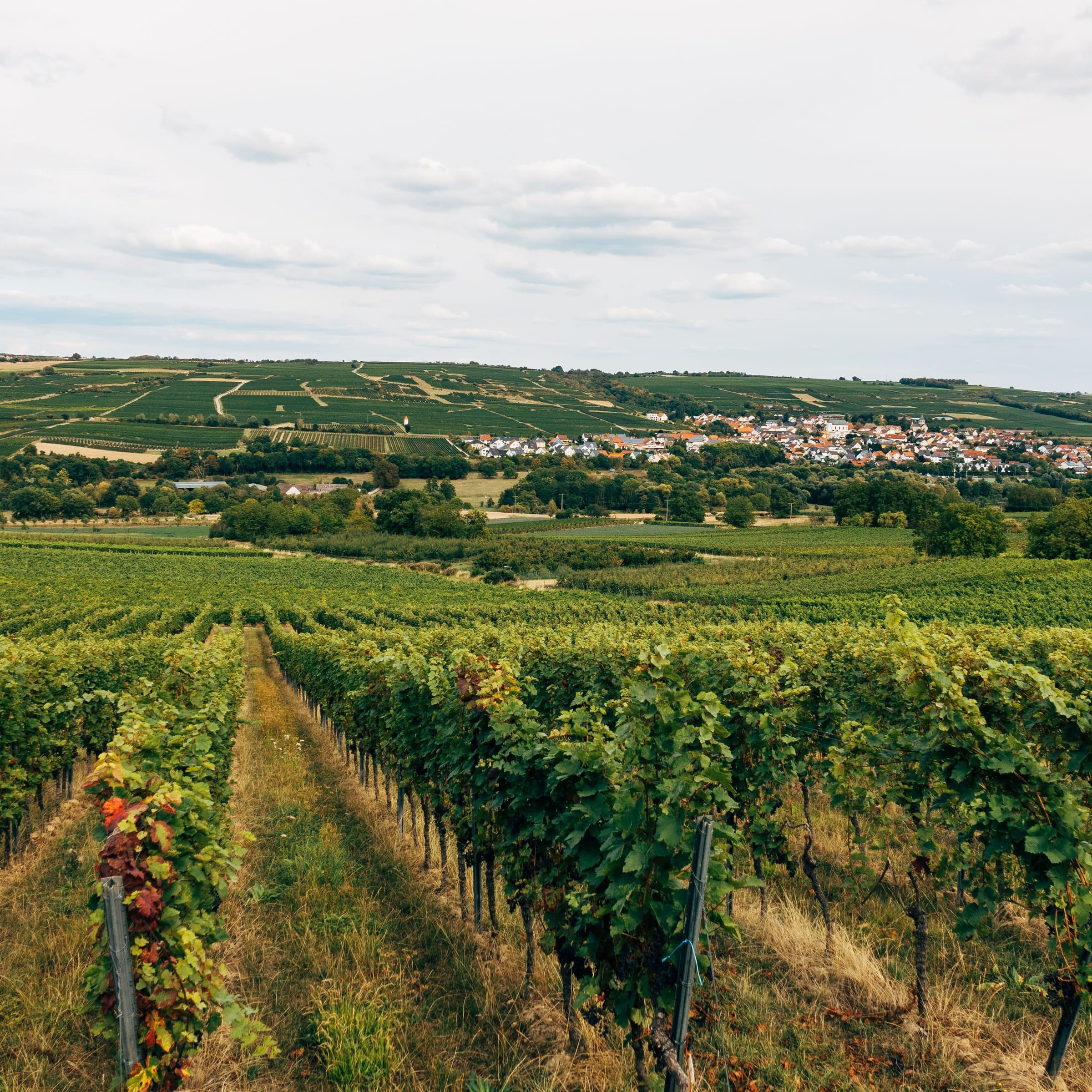 Jazz in the Vineyards - Domaine Sontag