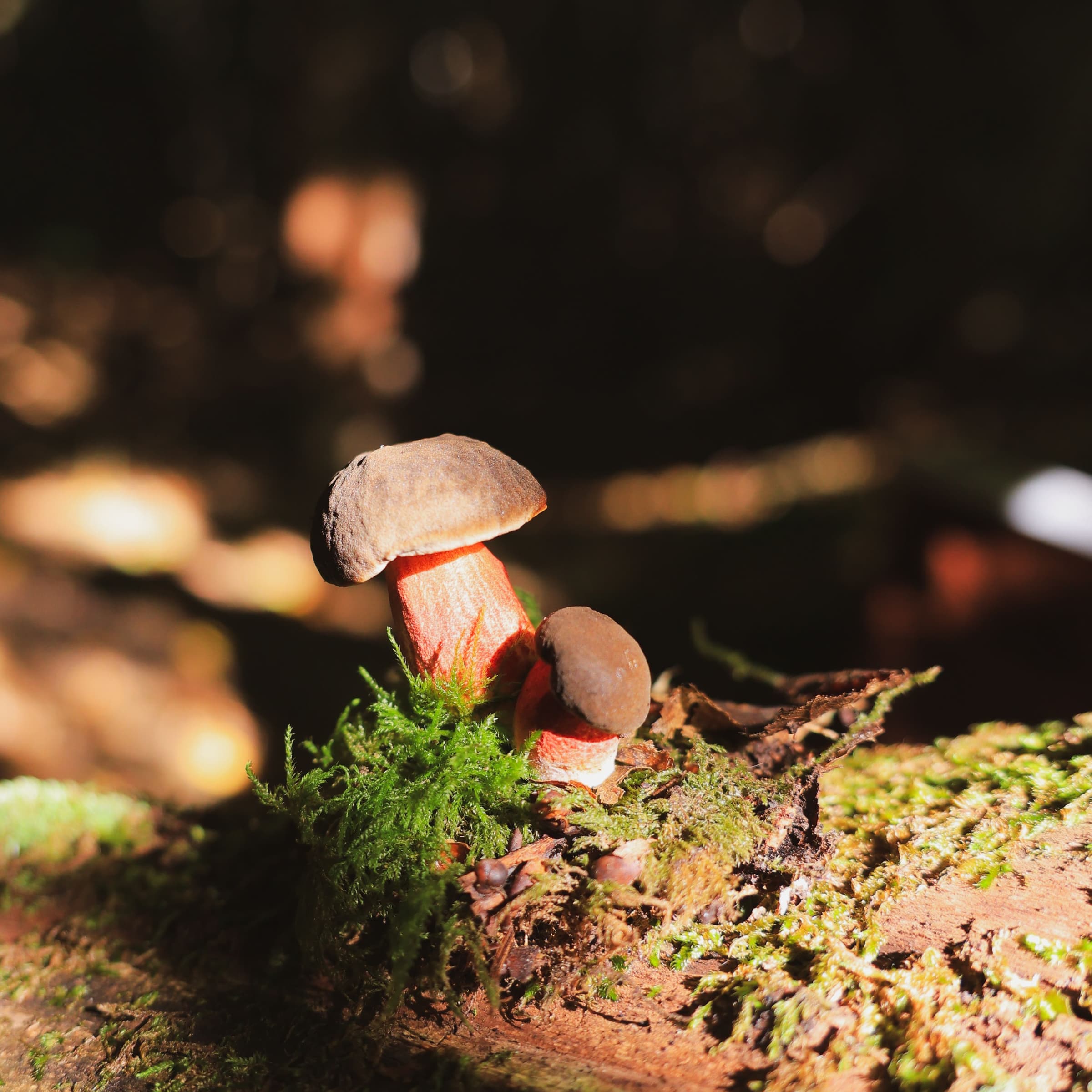 Mushroom walk