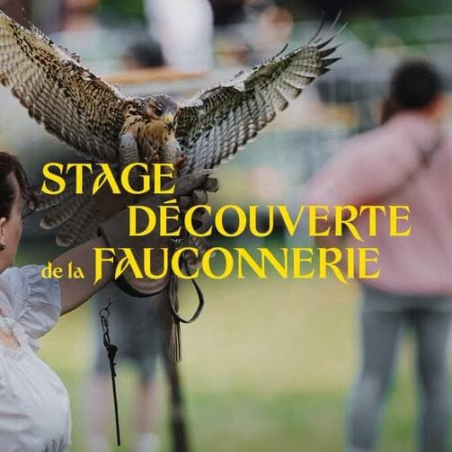 Adult falconry discovery day