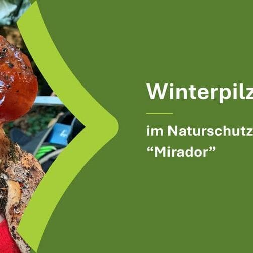 Winter mushrooms