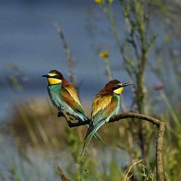 Photo exhibition: “Sous le ciel de Lorraine... Les oiseaux”