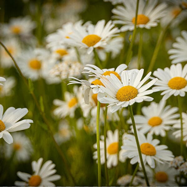 Summer green and intoxication of the senses: a journey through fragrant meadows and tasty leaves!