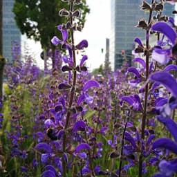 Promenades à la découverte des plantes médicinales