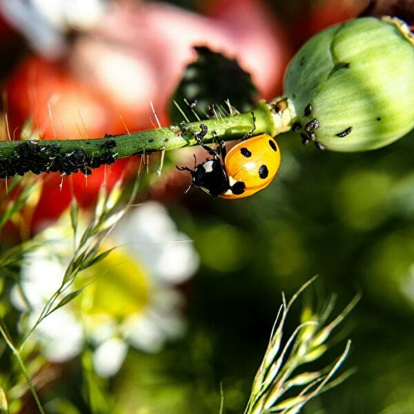 A Nature Break in Helstroff - Biodiversity Along the Paths