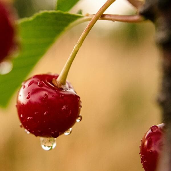 Cherry Festival