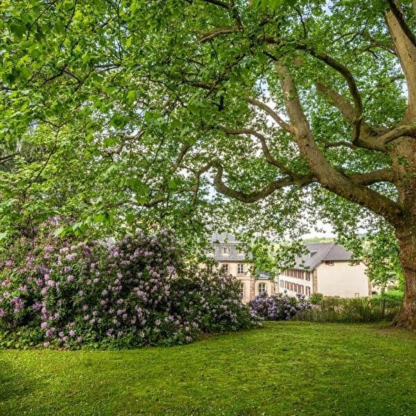 Un soir d'été - Plantes sauvages et douceur estivale
