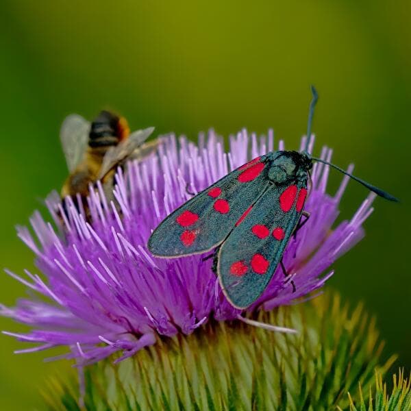 Nature Break in Hestroff - Biodiversity Along the Trails
