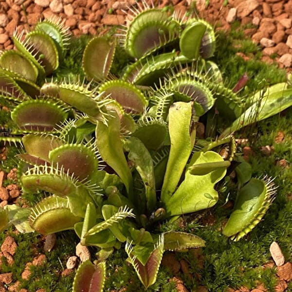 Children's workshop ages 5-10: Carnivorous plant expedition