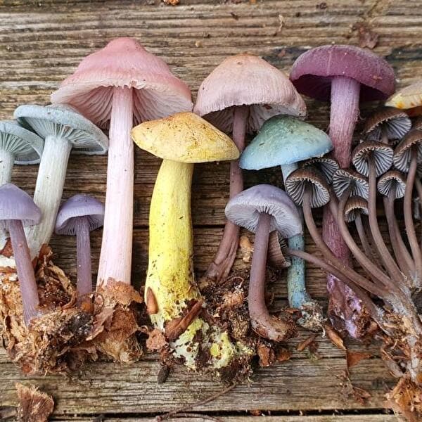 Balade guidée sur les champignons