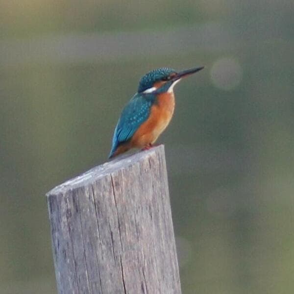 Les oiseaux de la réserve naturelle Dumontshaff