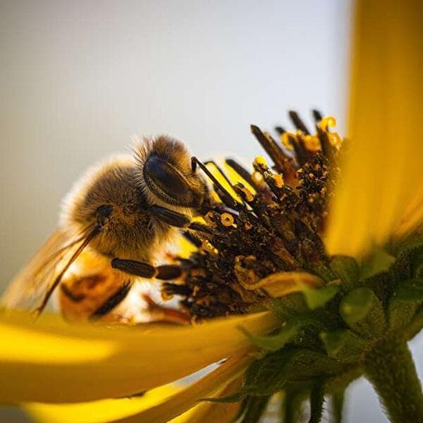 Meeting of Honey and Bees