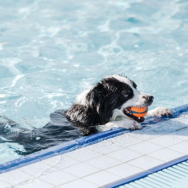Dog swimming