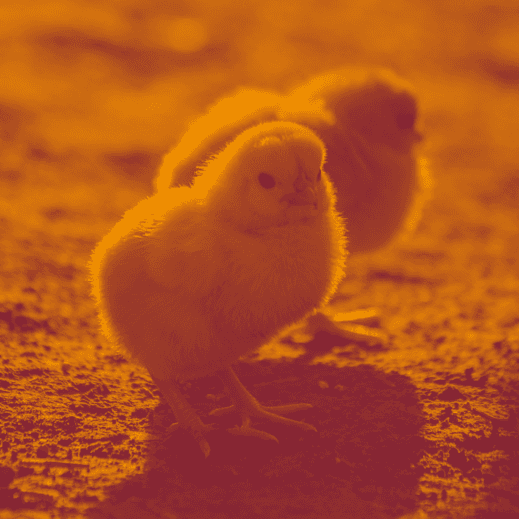 Small Animals Weekend