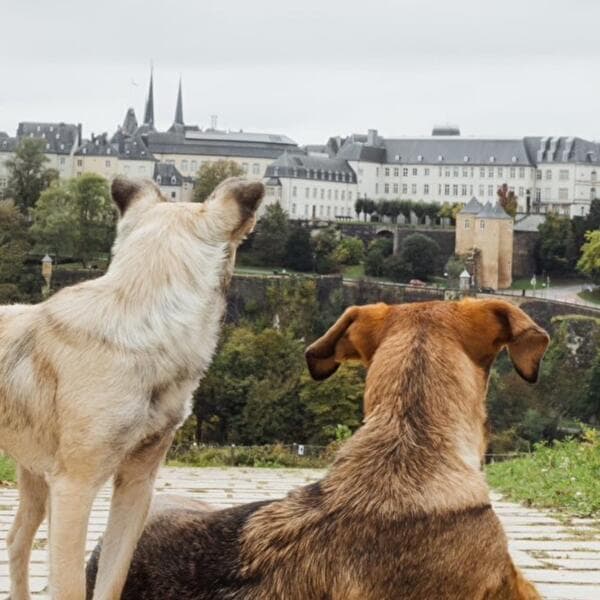 Paws around the City – balade sociale et éducative