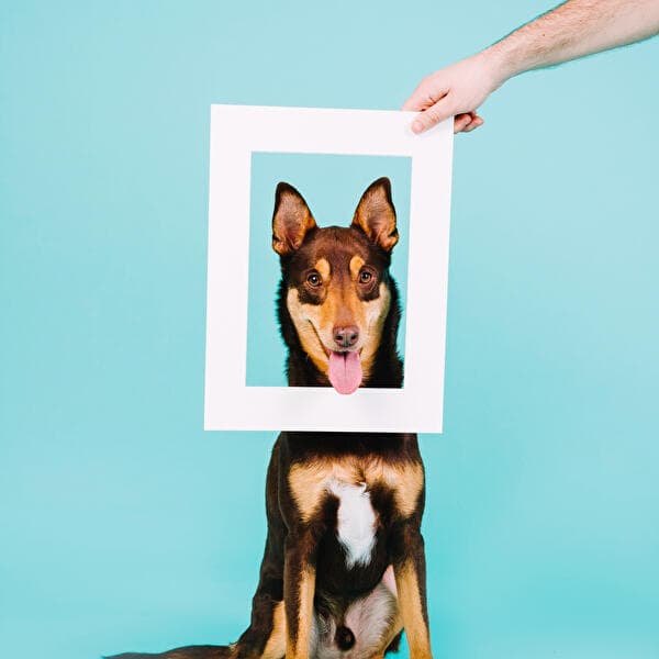 Studio photo maître et chien