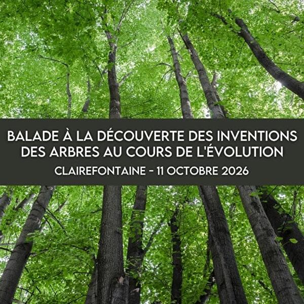 Balade à la découverte des inventions des arbres au cours de l’évolution