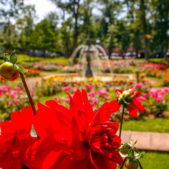 Napoleon the little one