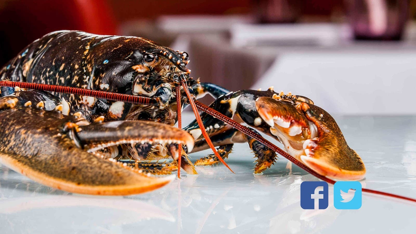 THE Brasserie, for Carpaccios Lovers until 00h - 5