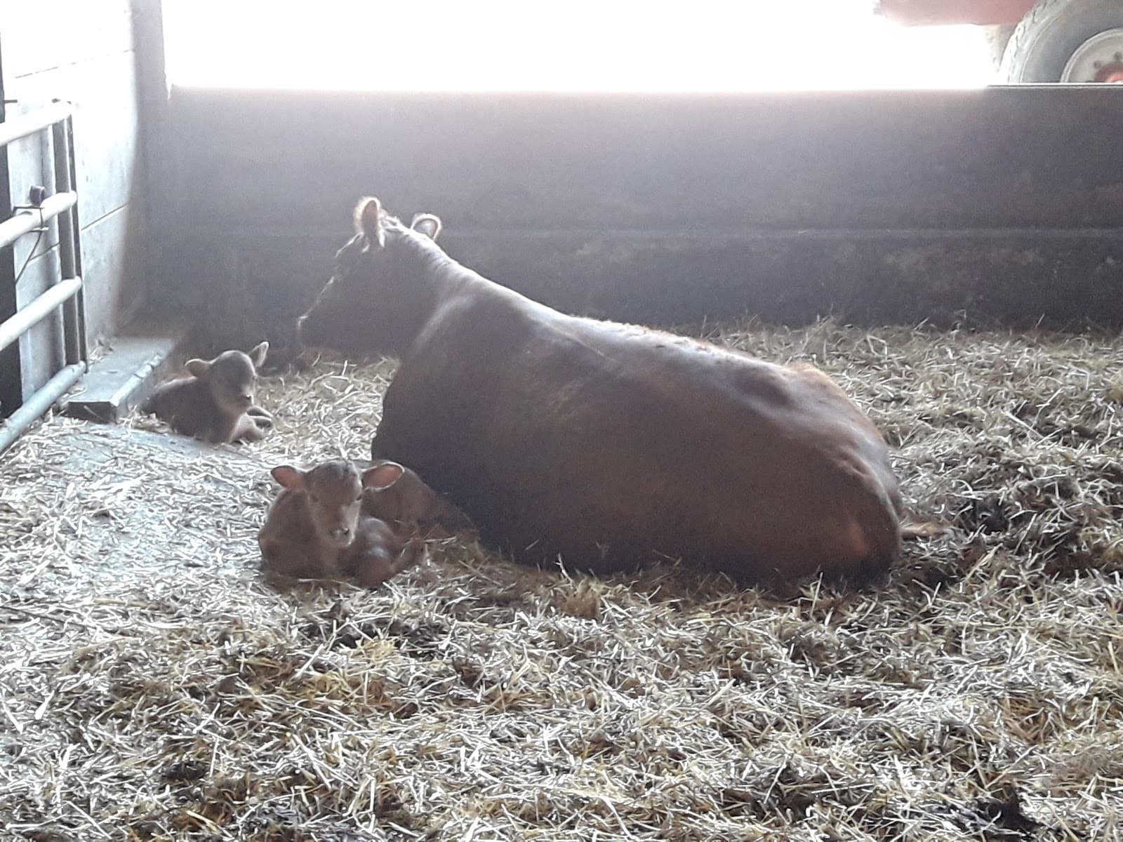 A la Ferme tout est frais - 8