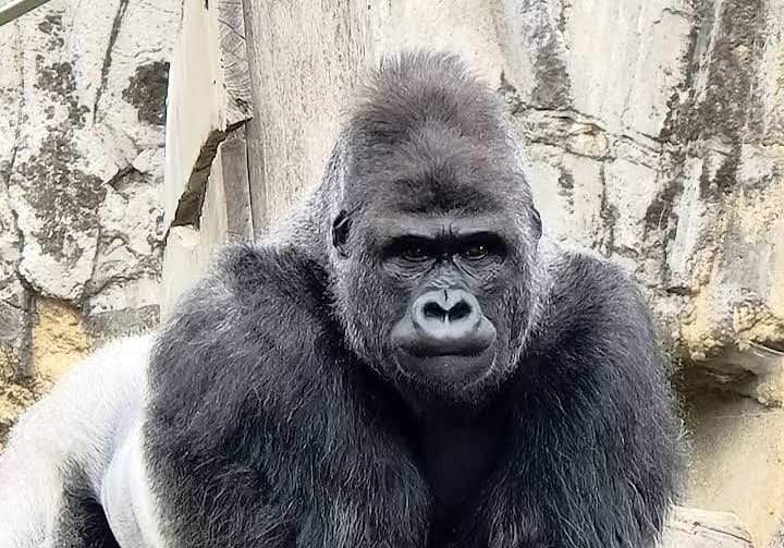 Amnéville Zoo: one of the most beautiful zoos in France - 7
