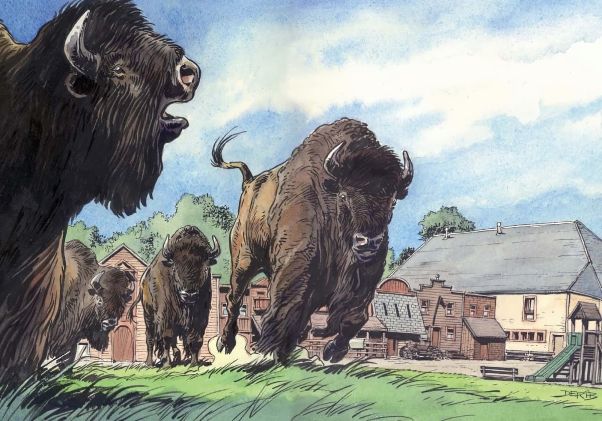 Bisons en vue - 2