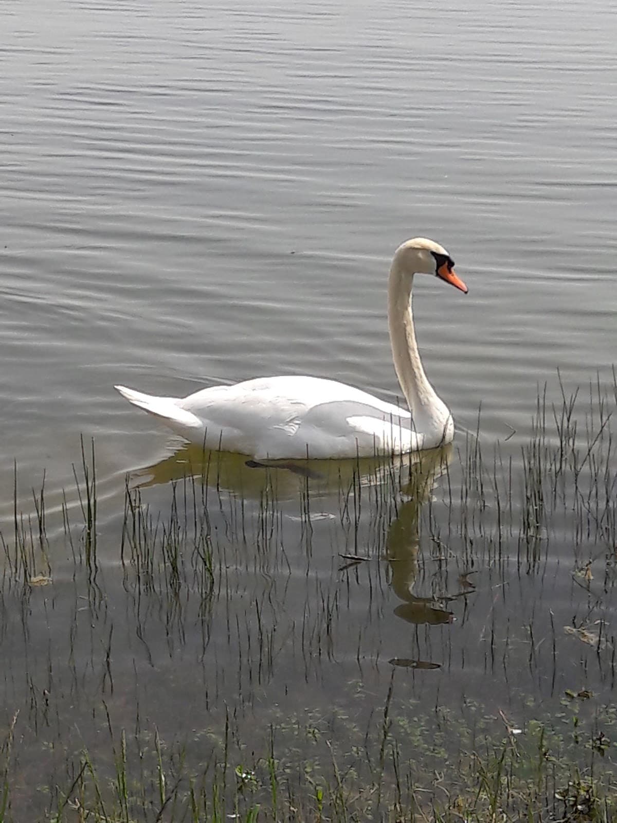 Swimming, fishing, paddle and cycling at Lake Madine - 11