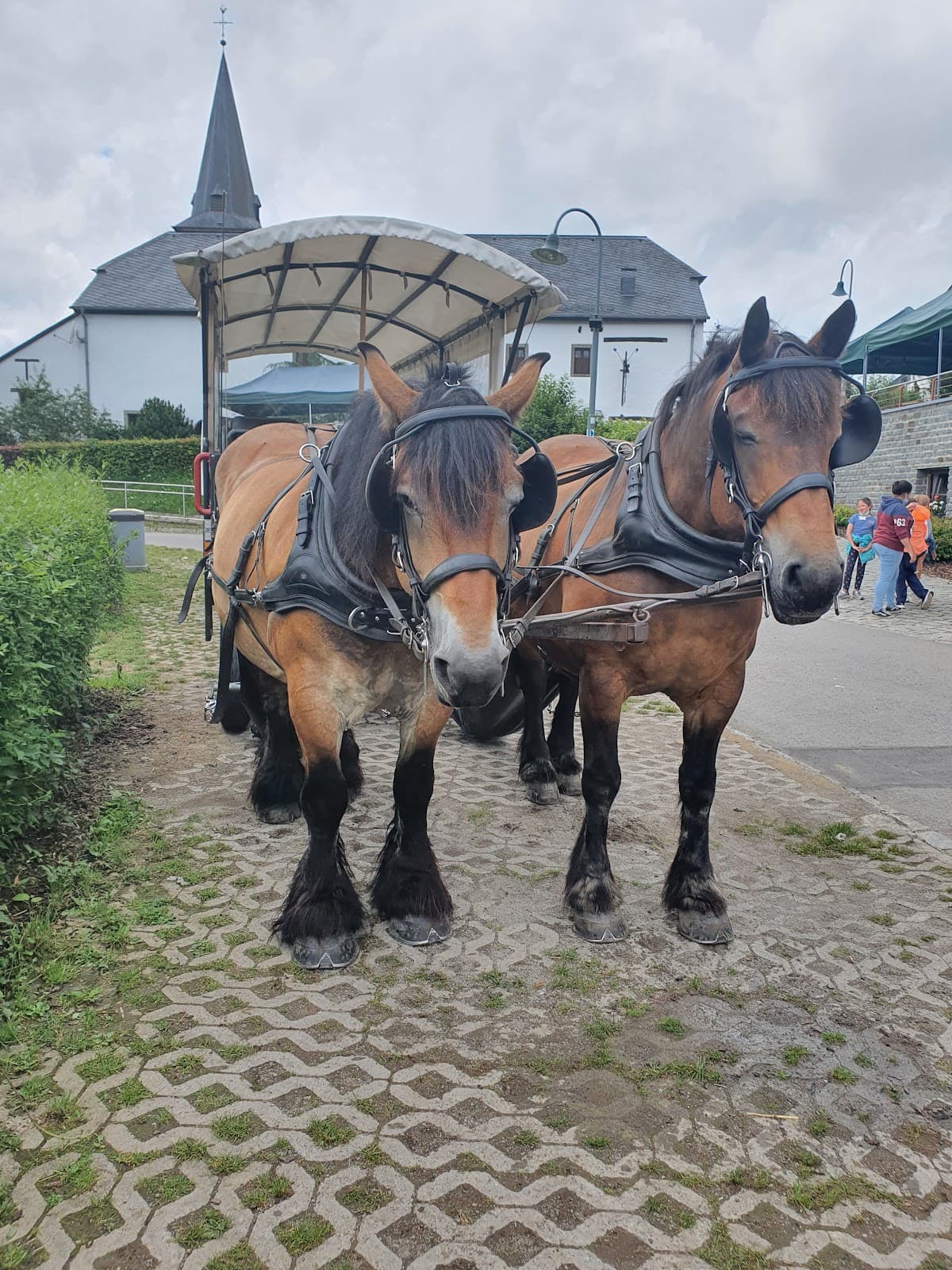 Eco-museum & park + zoo in the countryside - 7