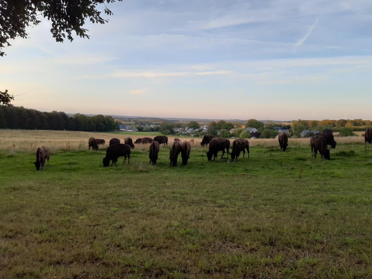 Bisons en vue - 6